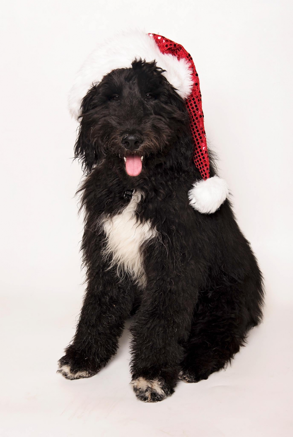 smeraglia's teddy bear schnoodles
